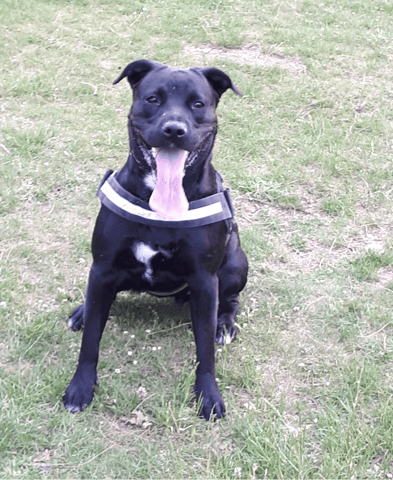 Ma staff est elle bien pour 1 ans et demi