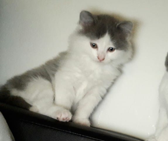 De quel rave pensez vous que mon chat es