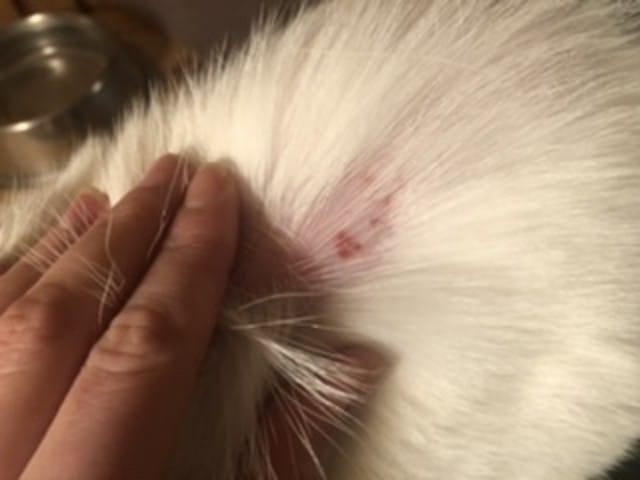 Blessures suivi d’une perte de poils