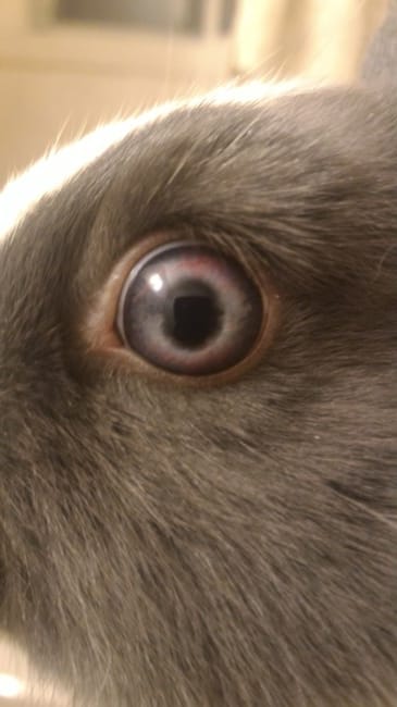 L'oeil de mon lapin change de couleur?