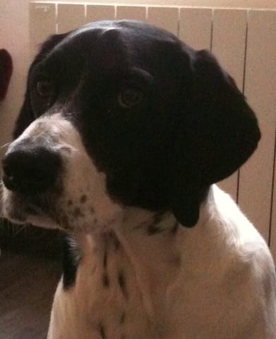 Urgent : cherche maîtres pour recueillir mon chien 