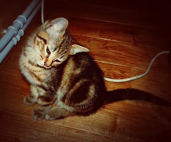 Mon chat, Europeen?