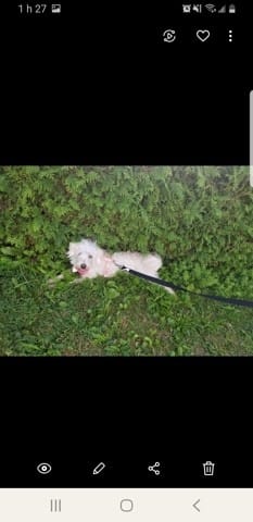 Race de mon chien