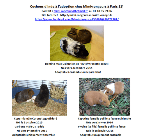 Cochons d'inde à adopter