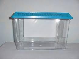 recherche un reptile dans mon terrarium