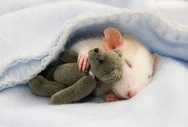 connaissez-vous un film avec des rats ???