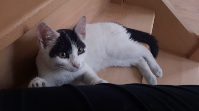 Ma chatonne aura t-elle les poils courts ou mi-longs?