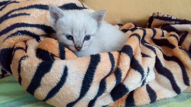 Aurez-vous une idée de la couleur de ce chaton ?