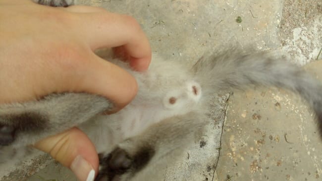 Doute sur le sexe de mon chat