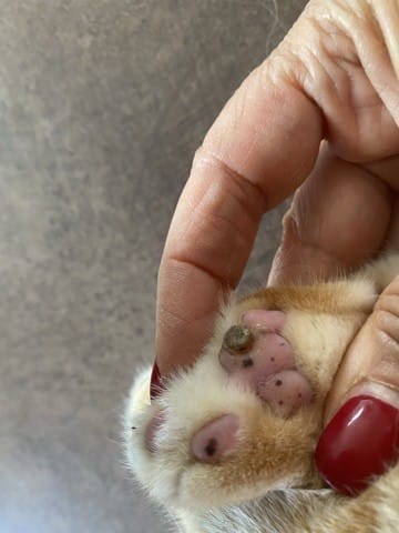 Protubérance d’aspect dur sur un coussinet