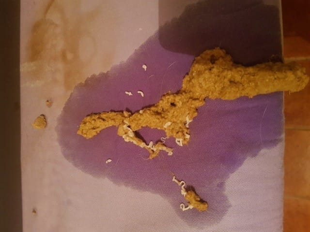 de vers dans du vomi