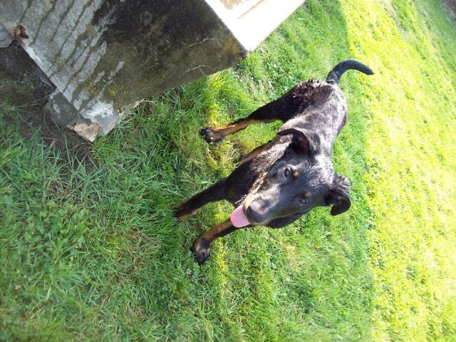 mon chien es t'il un beauceron?