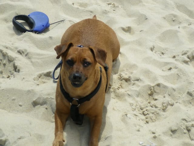 Avec quoi etai croise mon tekel voila foto svp