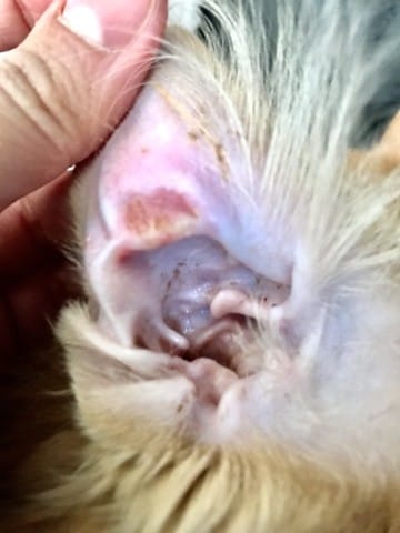 Plaque rouge dans l’oreille