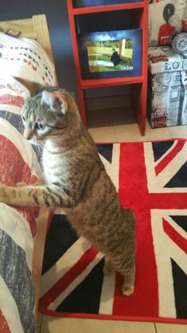 est ce un chat bengal, un mau d'egypte ou un chat de gouttiere