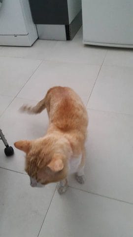 [Urgent, répondre avant demain SVP!] Castration de mon chat de 7 ans