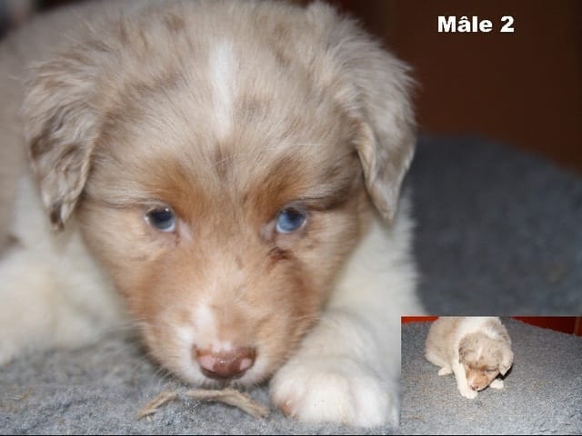 Un copain pour Image d'Ar Menez ^^