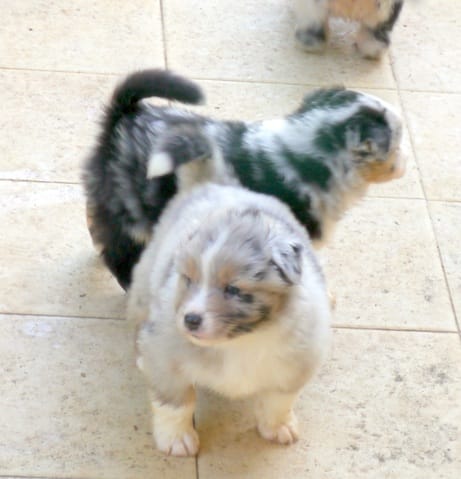 Nouveau venu dans la famille 