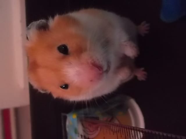 que pensez vous de mon hamster
