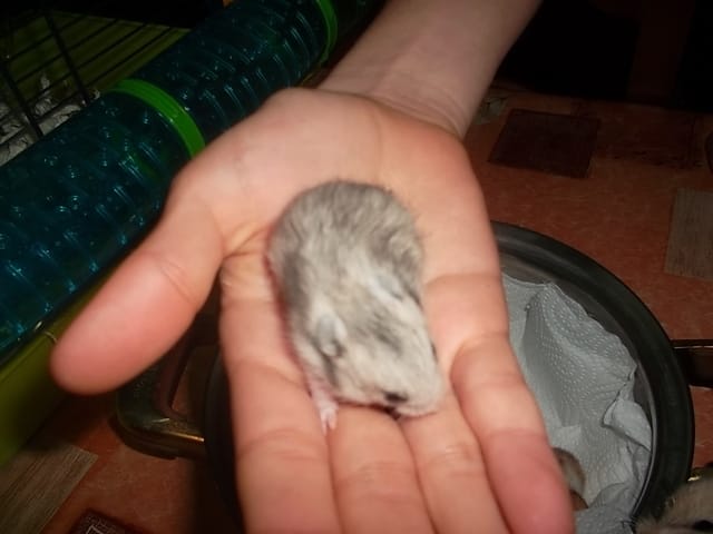 bébé hamster