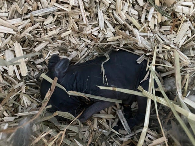 Santé petit lapereau