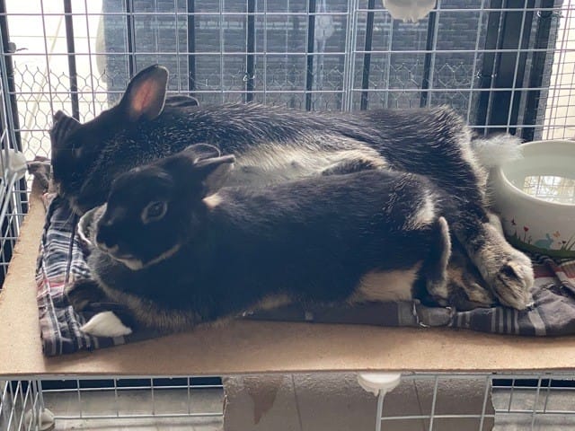 Difficultés de cohabitation lapines après stérilisation