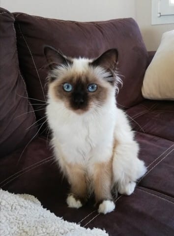 Choisir la couleur du père pour saillie coloris chatons