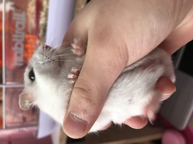 Mon hamster et un mal ou une femelle ?
