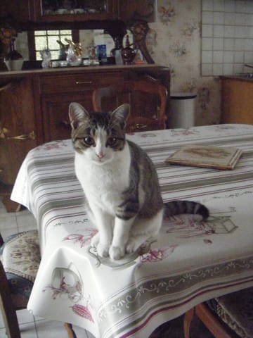 Gazelle a 1an de plus