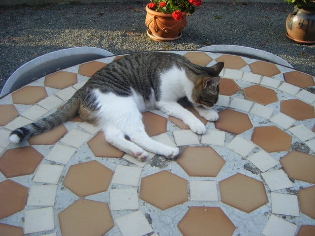 anniversaire de Gazelle