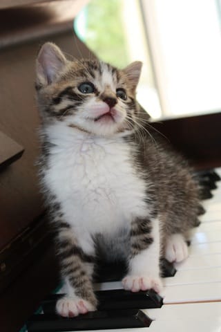 concour photo de chat et chaton