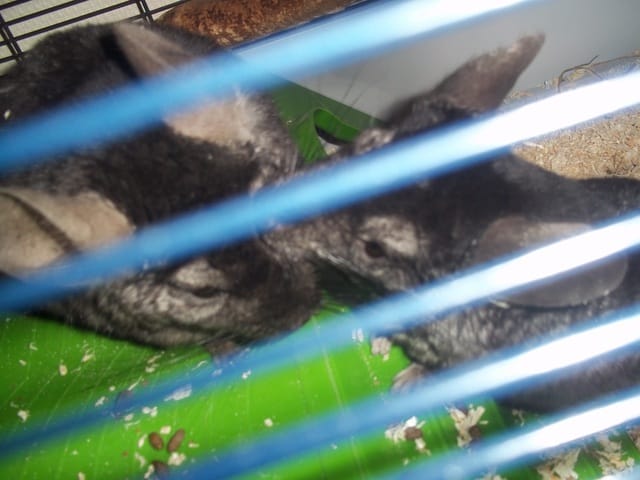 Oeil gonflé- sans poils autour