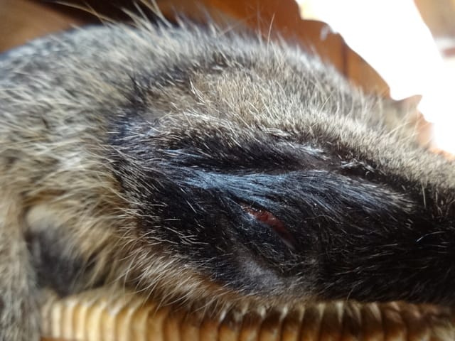 Blessure - patte arrière droite