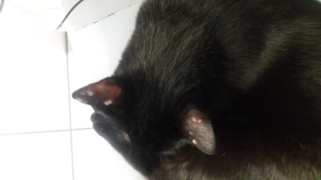 boutons sur oreilles de chat