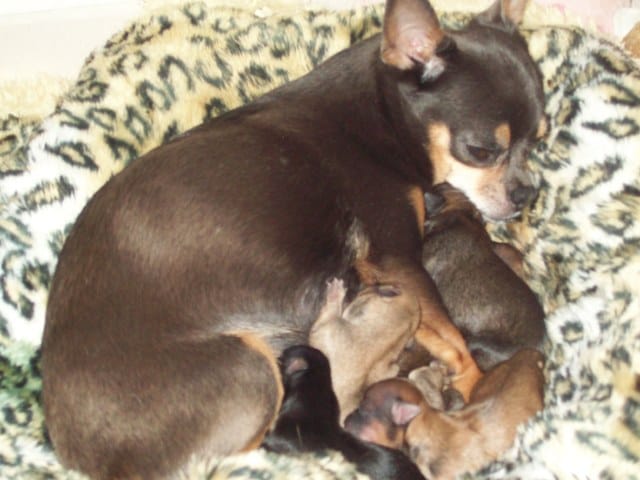 Vends bb chihuahuas