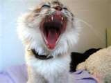 vous savez que les chats ne machent pas ?