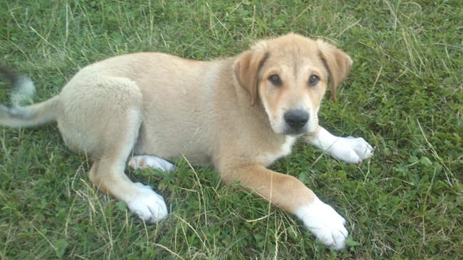 Mon chiot me mord ...