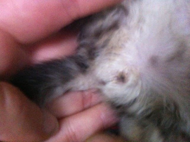Sexage d'un chaton