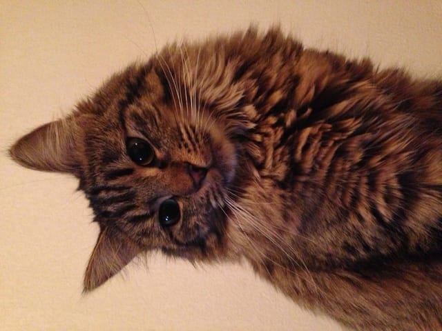  Mirabelle MAINE COON 1ère chaleur la galère !!!