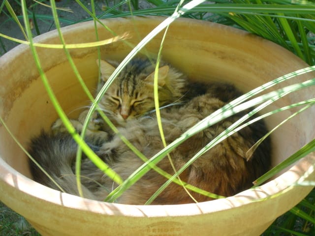 je ne sais pas quel chien choisir