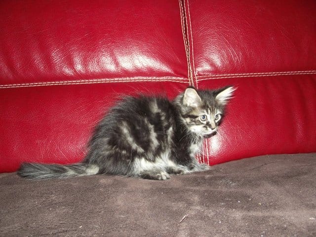 il s'agit vraiment d'un chat maine coon?