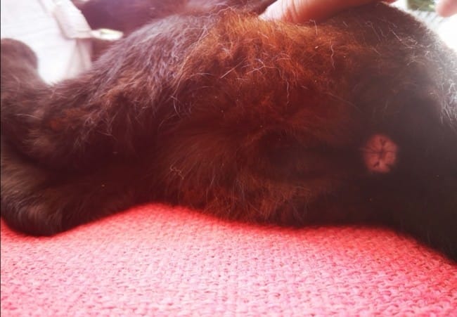 Besoin d'aidesvp: Mon chat est il un mâle ou une femelle ?