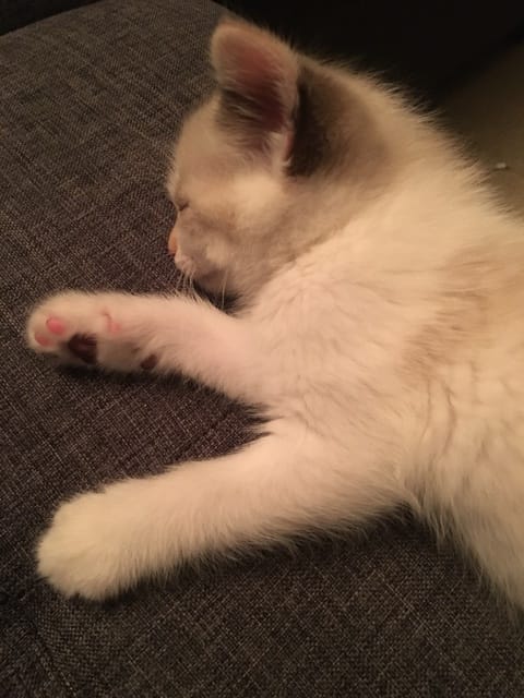 Mon chaton de 6 semaines a fait une chute... elle boite