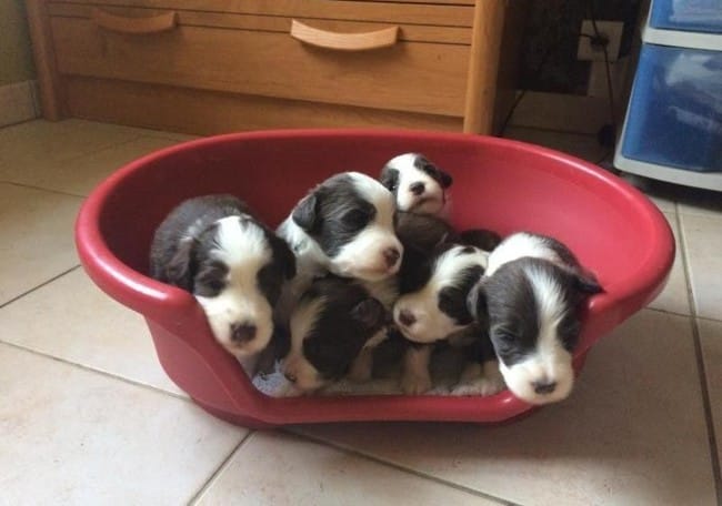 3 jolies Bearded Collie
