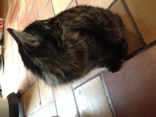 Mon chat et les tiques ne font qu'un...