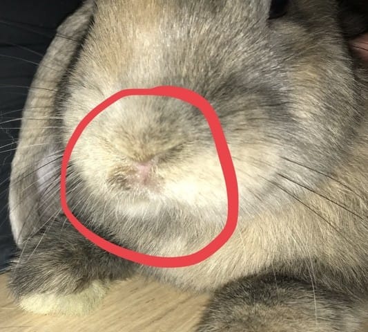 Plaie ou nez qui coule ?