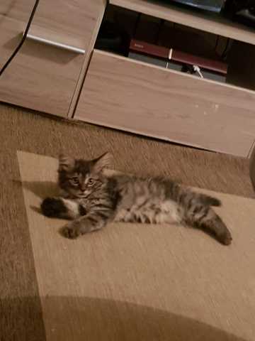 Est ce que Mon chat est il racé type angora ?