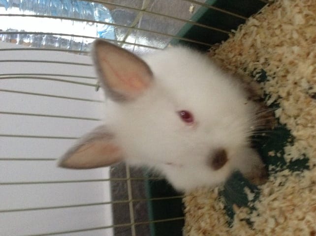 Pouriez-vous essayer de deviner la race de ma lapine Flocon ?