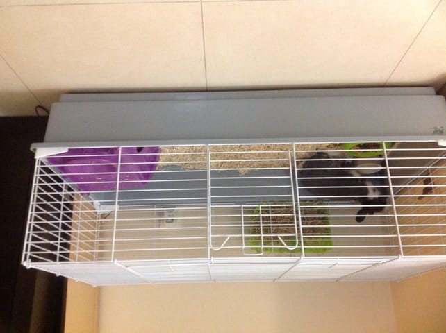 La nouvelle cage de Minily ❤️