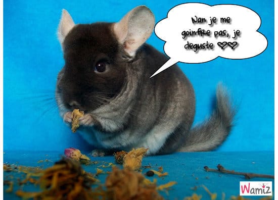 Votez pour les chichis !